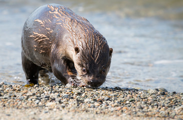 River otter in the wild