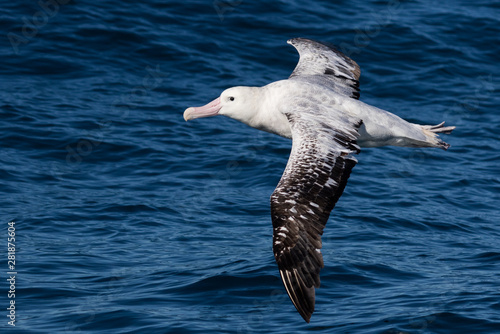 Cuadros en Lienzo Gibson's Wandering Albatross in New Zealand