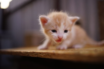 Wall Mural - alone small red kitten meows outdoor