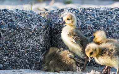 Geese with goslings