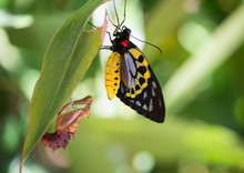 Cairns Birdwing Butterfly Emerges From Chrysalis