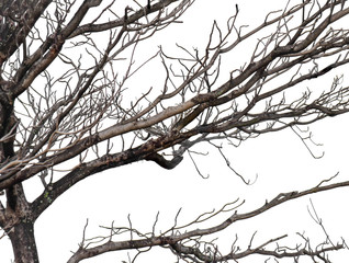 Wall Mural - dry dead branch isolated on white background. object with clipping path.