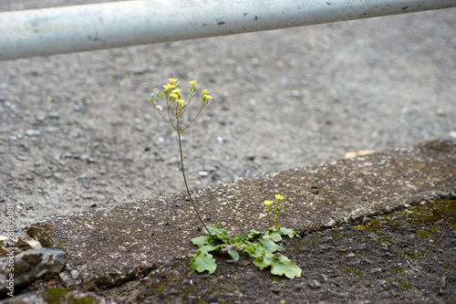 雑草の花 道端 Stock Photo Adobe Stock 雑草の花 道端 Stock Photo Adobe Stock