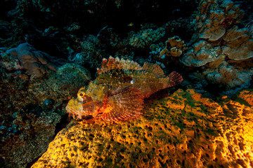 Scorpionfish, Scorpaenidae are a family of mostly marine fish that includes many of the world's most venomous species