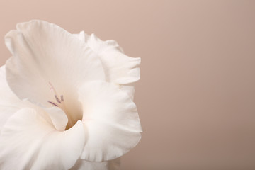 Beautiful gladiolus flower on beige background, closeup. Space for text