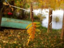 Autumn Park Concept.Yellow Rowan Leafs Hanging On A Wooden Clothespin Closeup On The Background Of The Autumn Park And Lake. Autumn Composition On The Background Of An Inverted Boat And Fallen Leaves.