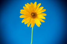 Yellow Summer Blooming Daisy Flower Isolated On Blue