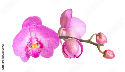 Orchid isolated on white