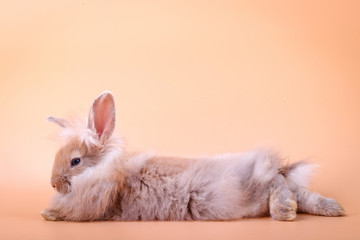 Wall Mural - Cute rabbit, light brown hair, lying on a soft orange background