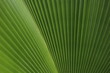 © Santiparp - Leaves