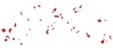 Fototapeta Do przedpokoju - Rose petals flying on white background