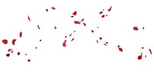 Rose Petals Flying On White Background