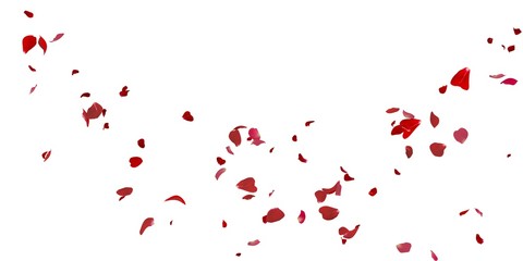 Wall Mural - Rose petals flying on white background