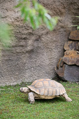 Wall Mural - Land tortoise outside in the paddock.