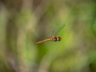 Poster - A wandering glider dragonfly in flight 1