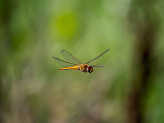 Wall Mural - A wandering glider dragonfly in flight 9