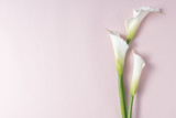 White calla lilies on pink background with copy space, top view