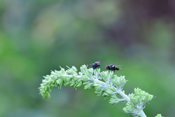 Canvas Print - Two fly`s  sits on green plant in the nature