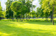 © Tetiana - Green summer city park background with tall trees and lawn. Sunny day in a typical european park