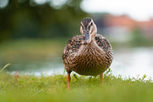 Ducks Looking For Food In The Grass In Public Park, Viborg, Denmark