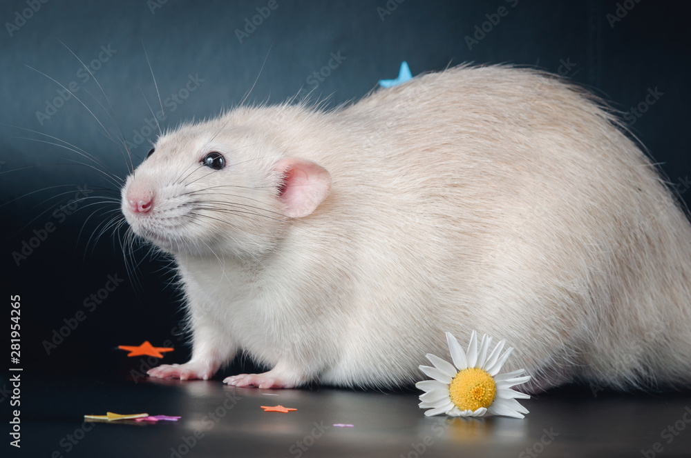 big fat rat