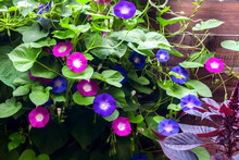 Purple And Blue Morning Glory (Ipomoea) Flowers Climbing Along The Fence