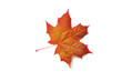 © timonko - Colorful autumn maple leaf isolated on white background with place for your text