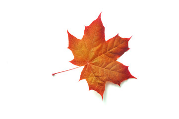 colorful autumn maple leaf isolated on white background with place for your text
