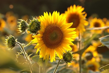 Fotomurales - Sunflower - Helianthus annuus in the field at sunset