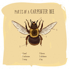 Part Of Carpenter Bee, Vintage Engraved Illustration.