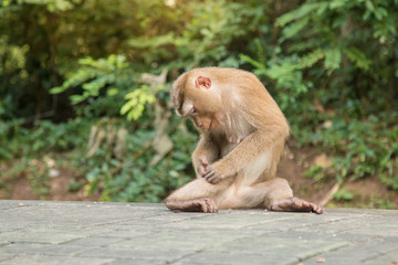 A cute monkey lives in a natural forest of Thailand.