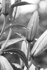 Sticker - raindrops on lily about to bloom