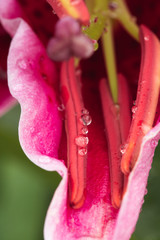 Sticker - closeup rain drops in lily booming