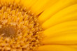 Gerbera yellow flower head, genus of plants in the Asteraceae of the daisy family native to tropical regions of South America, Africa and Asia, macro with shallow depth of field 