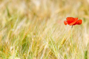 Wall Mural - horizontal photo red poppy in a yellow wheat field in the ears