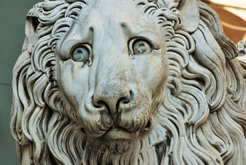 Poster - lion