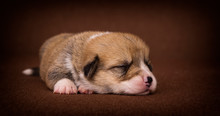 Newborn Puppy Lie Welsh Corgi Breed