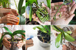 Collage from different pictures of care of orchids