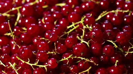 Wall Mural - 360 rotation. Top view of the appetizing berries of red currant. Healthy eating concept.