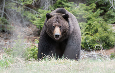 Wall Mural - grizzly bear in the spring