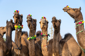 Wall Mural - Camels in desert Thar during Pushkar Camel Fair, Rajasthan, India