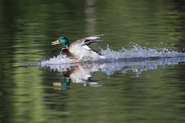 A male mallard duck Anas platyrhynchos landing with full speed in a lake in the cirty Berlin Germany. Touching down with its legs with water splashing around.