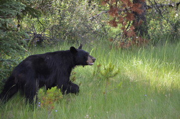 Wall Mural - Black bear hunting for berries