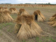bunches of dry flax plants at the fields in the dutch countryside in summer