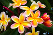 canvas print picture - Beautiful Tropical Flowers in Hawaii