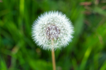 Wall Mural - White fluffy dandelion, natural green blurred spring and summer background, selective focus. Selective focus