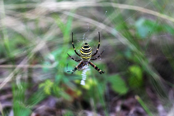 Wall Mural - Argiope spider sits on a web