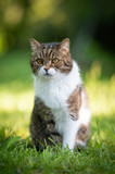 Fototapeta Mapy - portrait of a tabby white british shorthair cat sitting on grass outdoors in nature looking with creamy bokeh