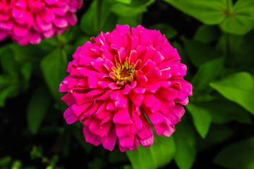 Beautiful abstract texture color red purple and pink flowers trees plants and forest landscape in the public nature green city parks and gardens