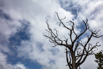 Wall Mural - Dead tree drought against blue cloudy sky background, copy space